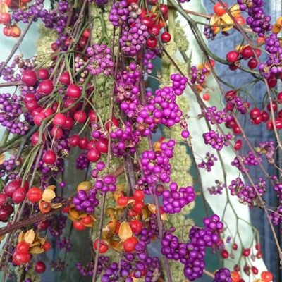 Picture from instagram