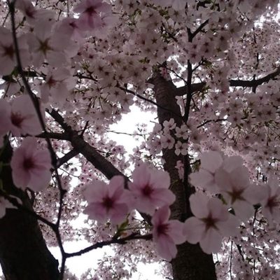 桜