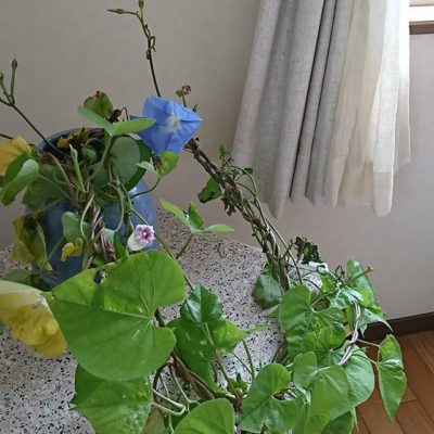 花で落ち着く