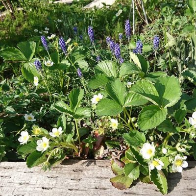 庭は苺の花だらけ