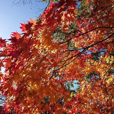 紅葉