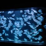 AOAOsapporoでのWONDER KIDS WORKSHOP　ご来場ありがとうございました