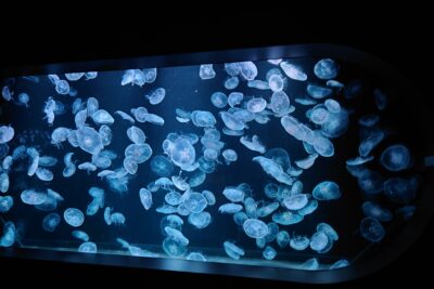 AOAOsapporoでのWONDER KIDS WORKSHOP　ご来場ありがとうございました