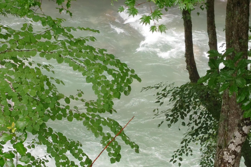 フラワーヒーリング直伝