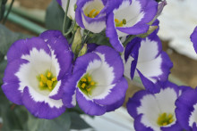 花のいのち 人のこころ