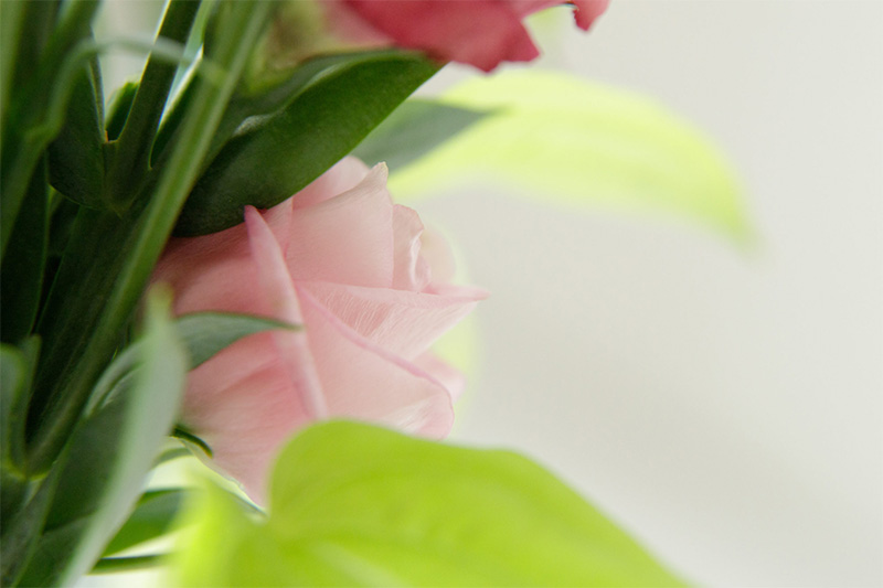 フラワーエネルギーパッケージ